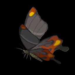 Smotherwing Butterfly